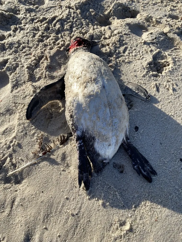 pinguim-do-cabo