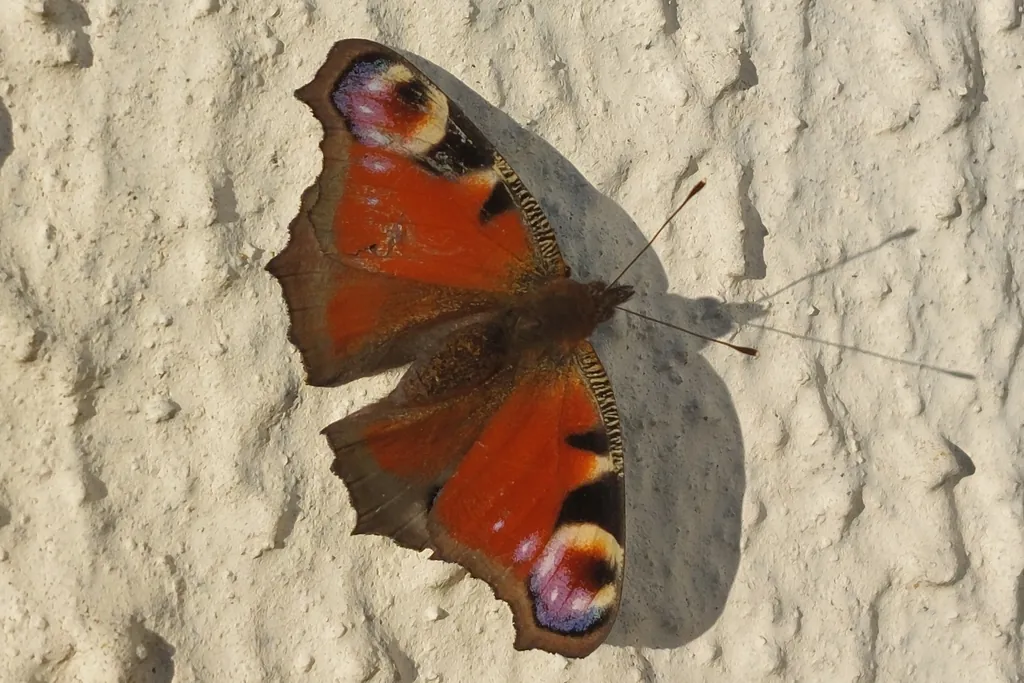 Borboleta-pavão