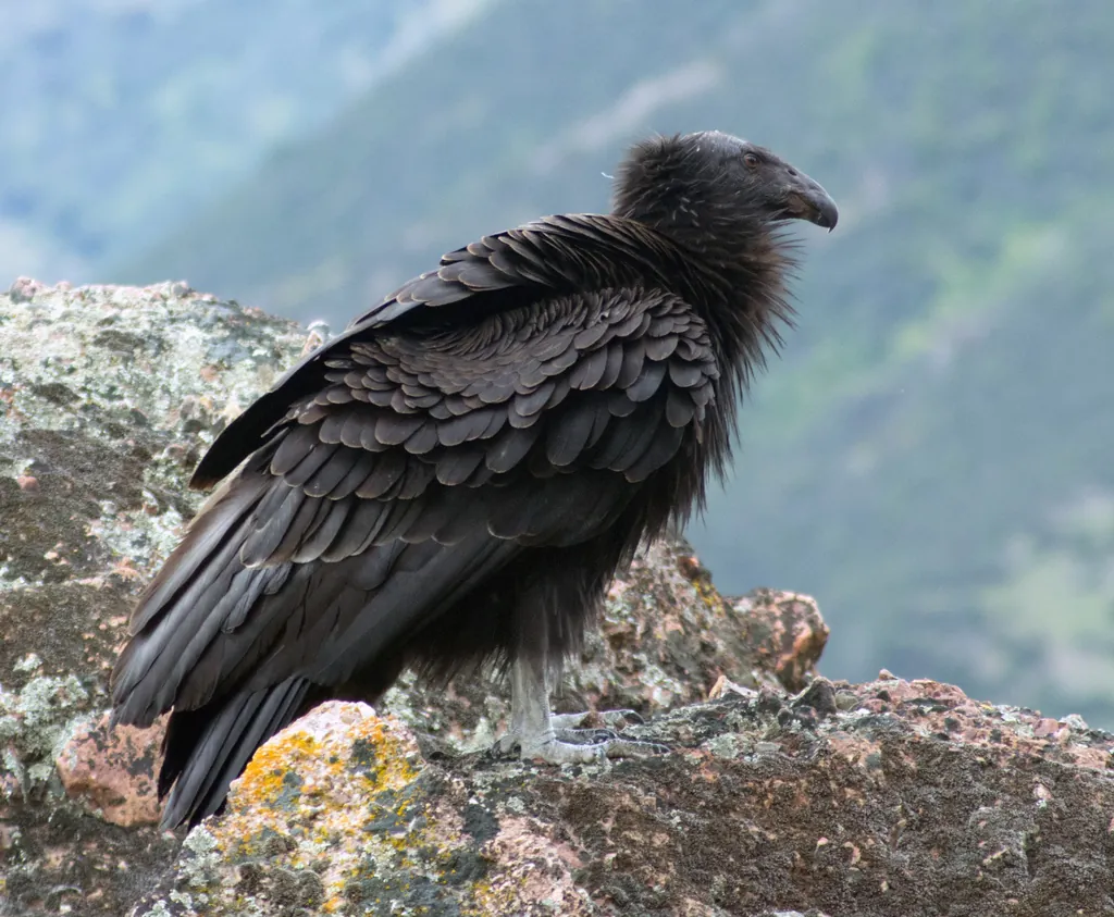 condor-californiano