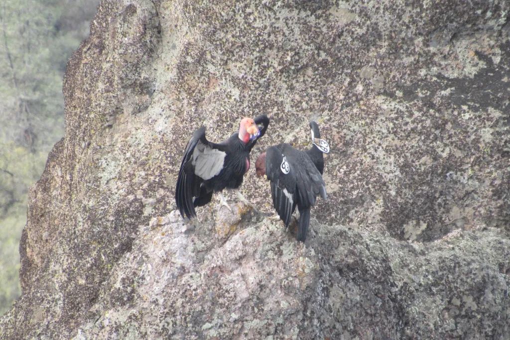 condor-californiano