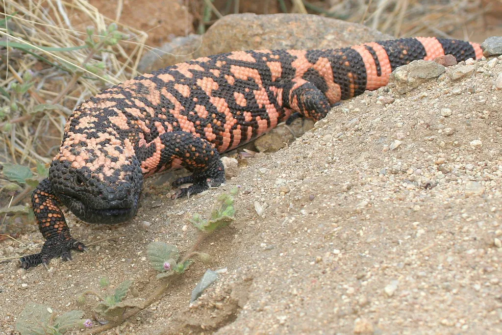 Monstro-de-gila