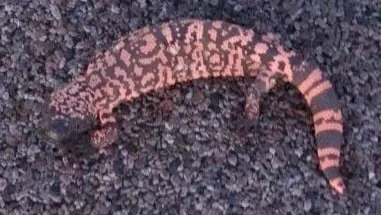 Monstro-de-gila