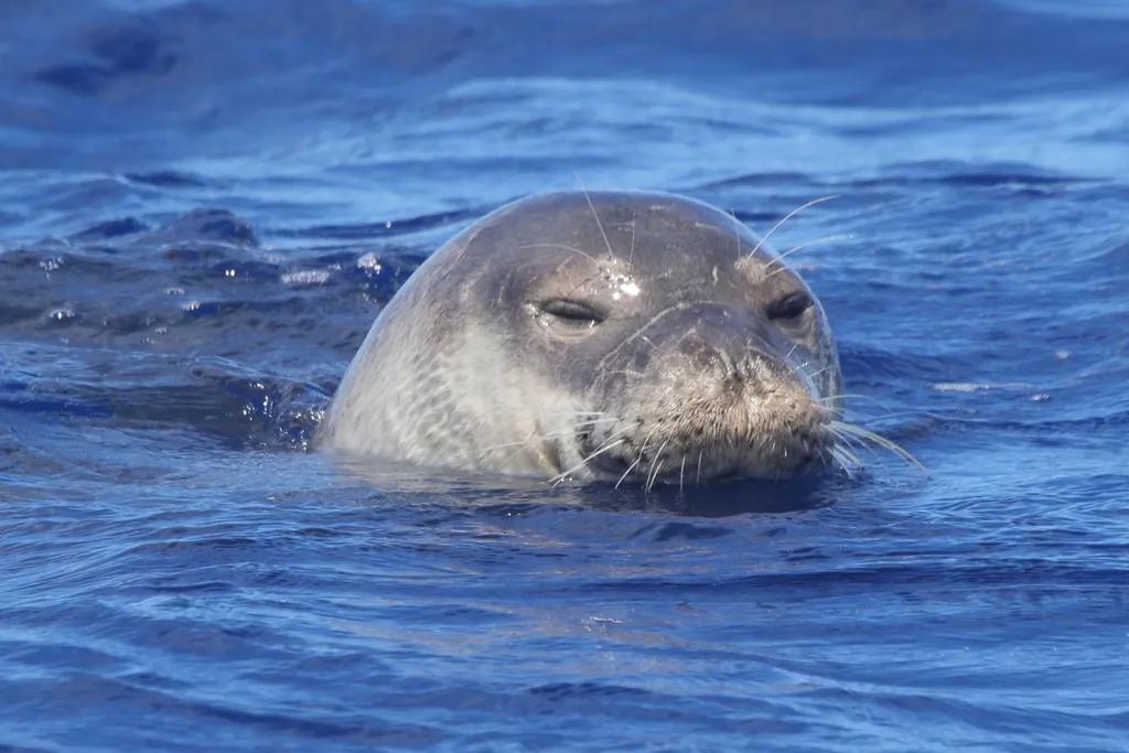 Foca-monge-do-mediterrâneo