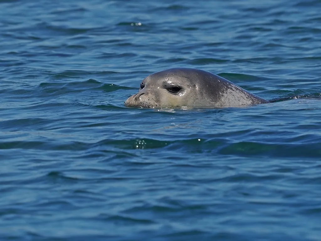 Foca-monge-do-mediterrâneo