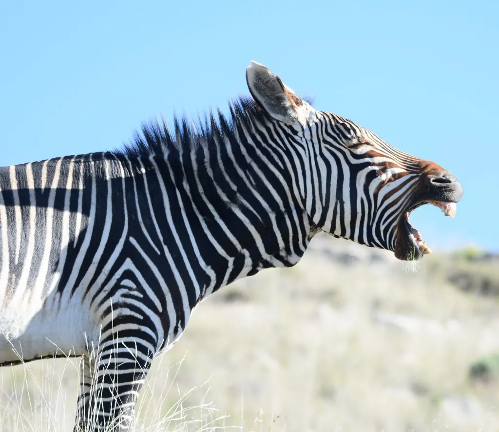 Zebra-da-montanha