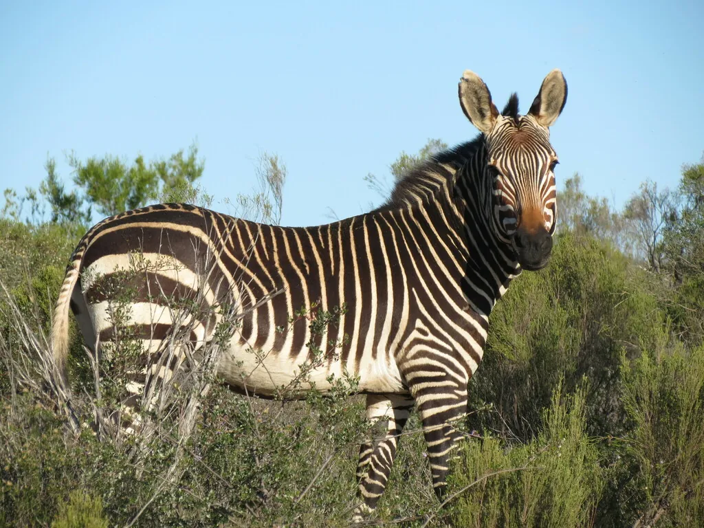 Zebra-da-montanha