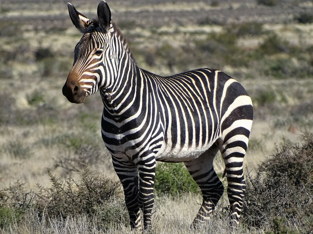 Zebra-da-montanha
