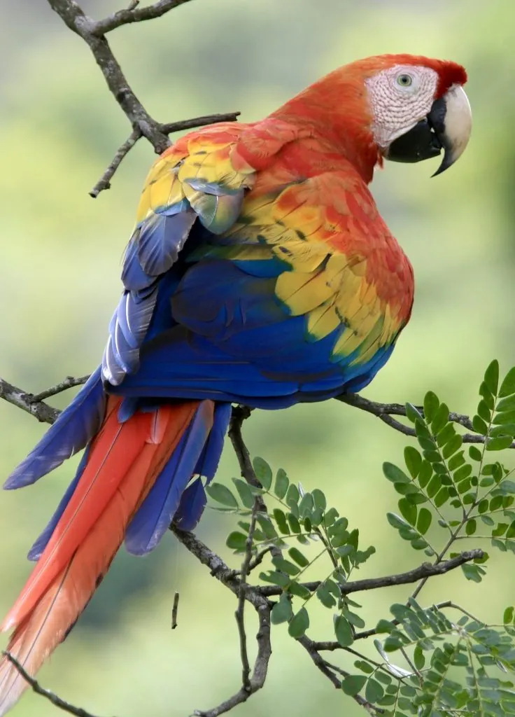 arara-escarlate