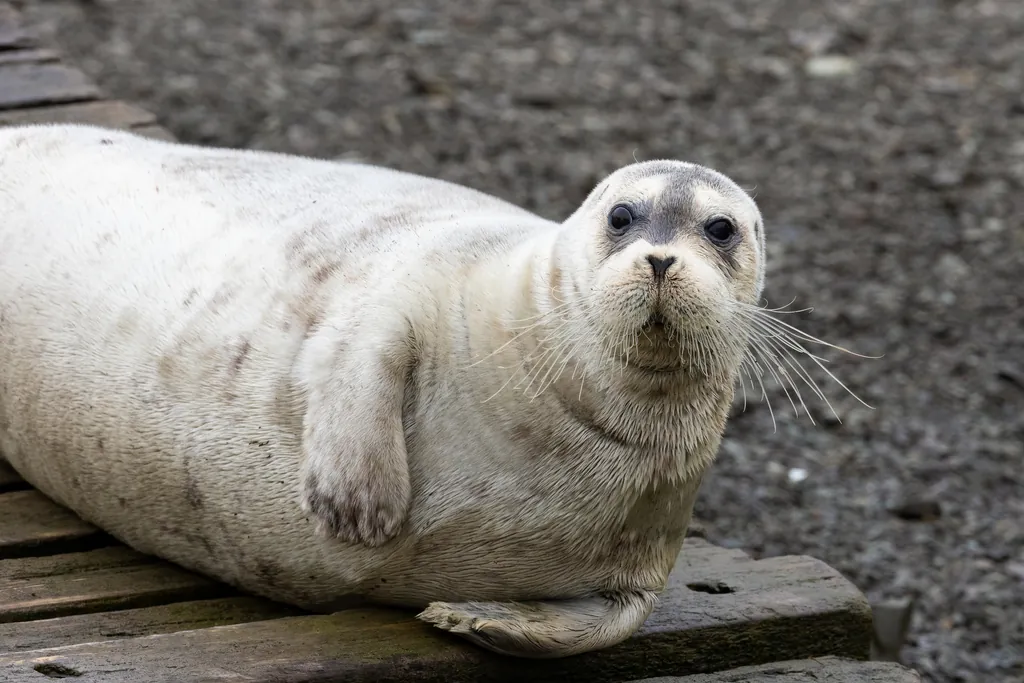 Foca-barbuda
