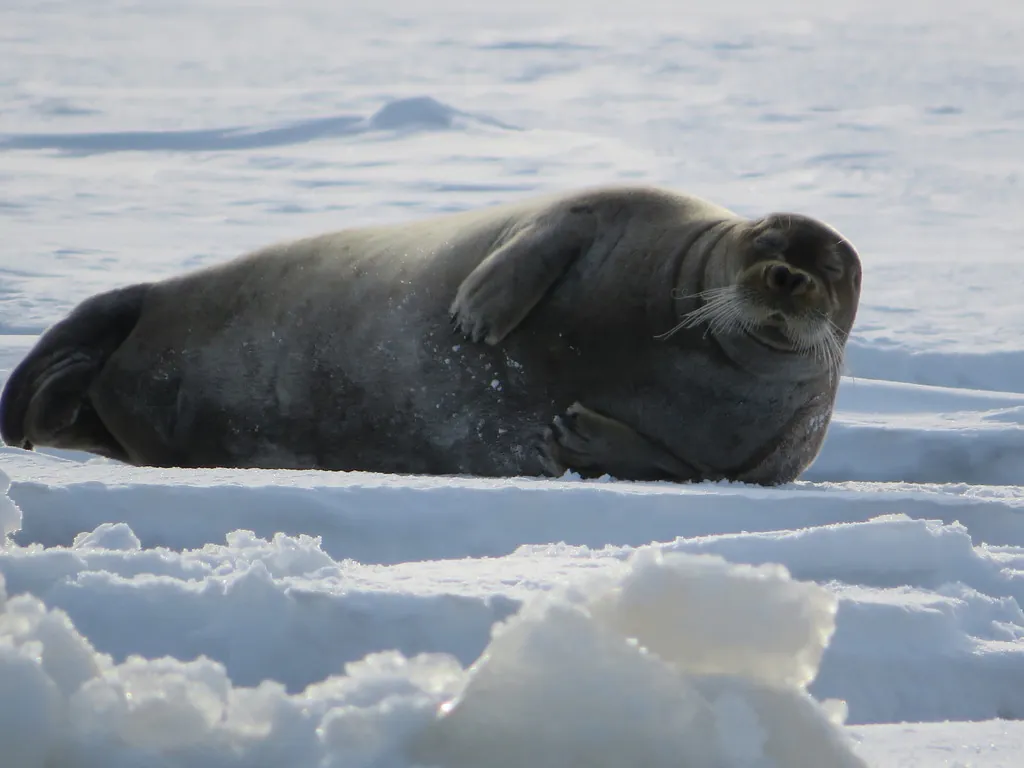 Foca-barbuda