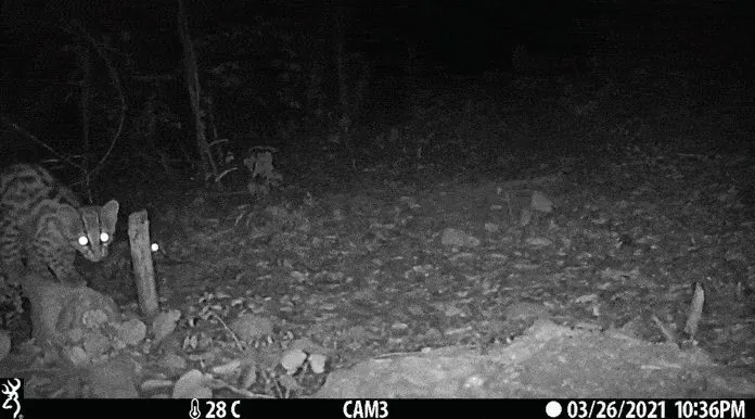 Gato-maracajá