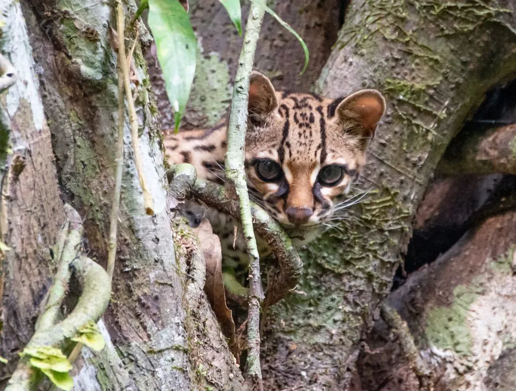Gato-maracajá