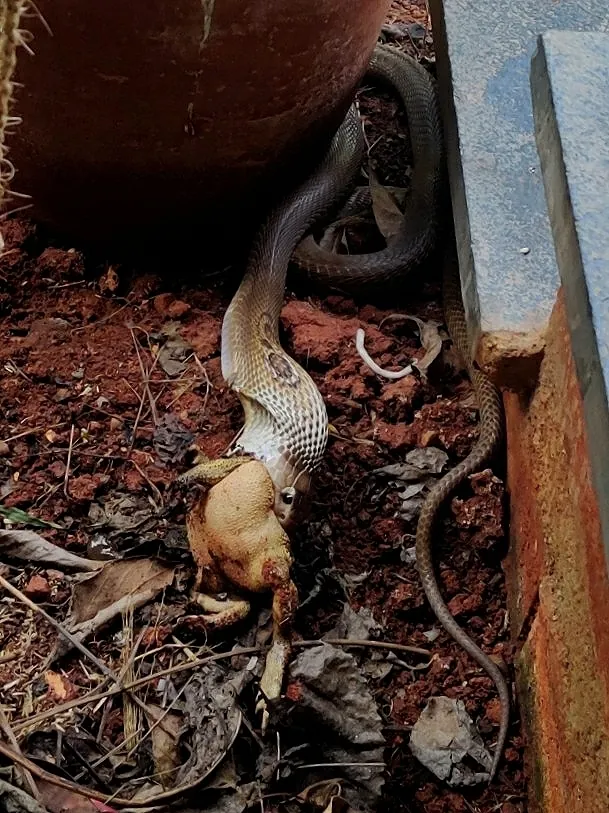 Cobra-indiana