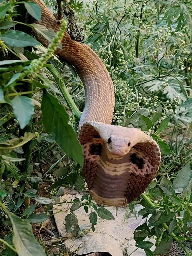Cobra-indiana