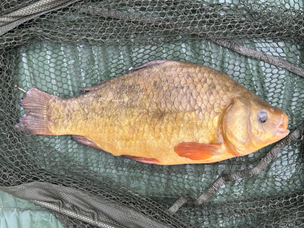 Carassius carassius