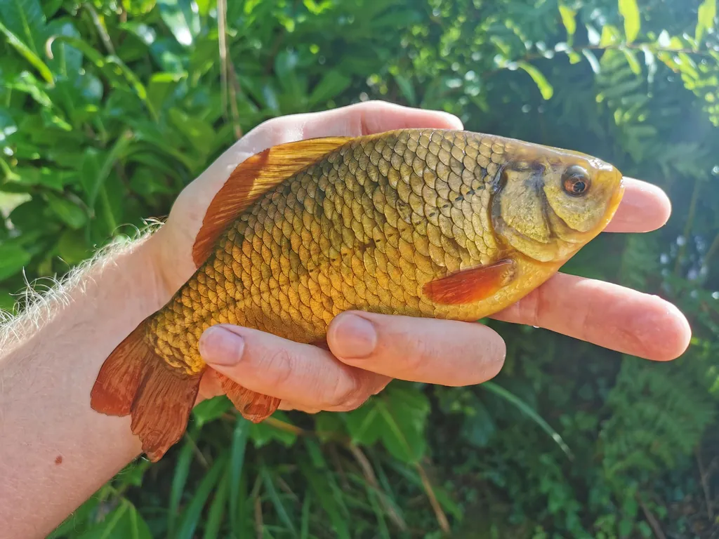 Carassius carassius