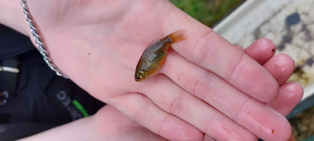 Carassius carassius