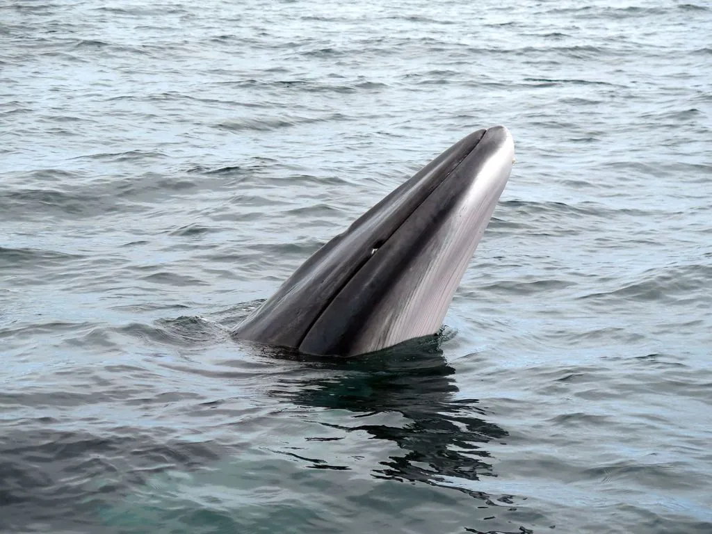 Baleia-de-minke