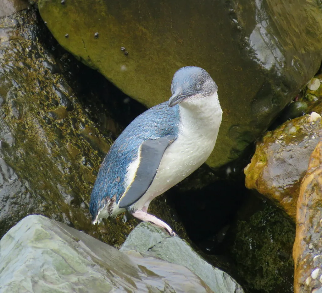 Pinguim-anão