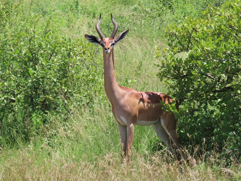 Gazela-girafa