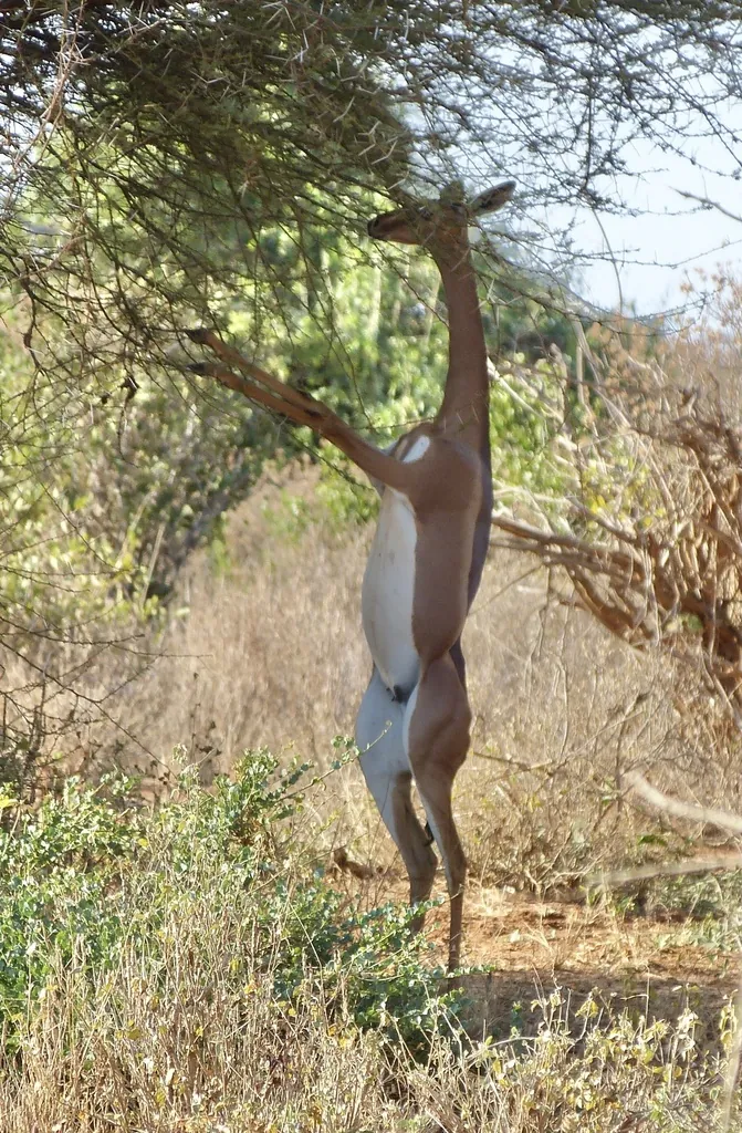 Gazela-girafa