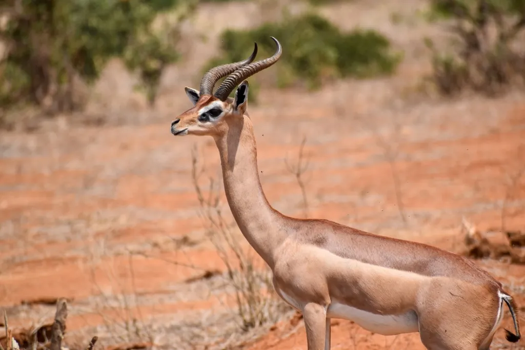 Gazela-girafa