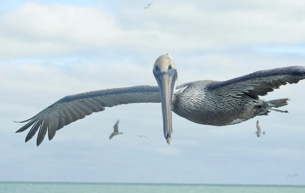 pelicano