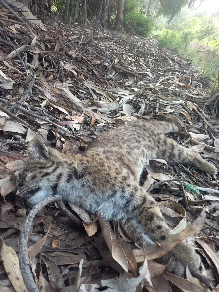 Gato-chileno