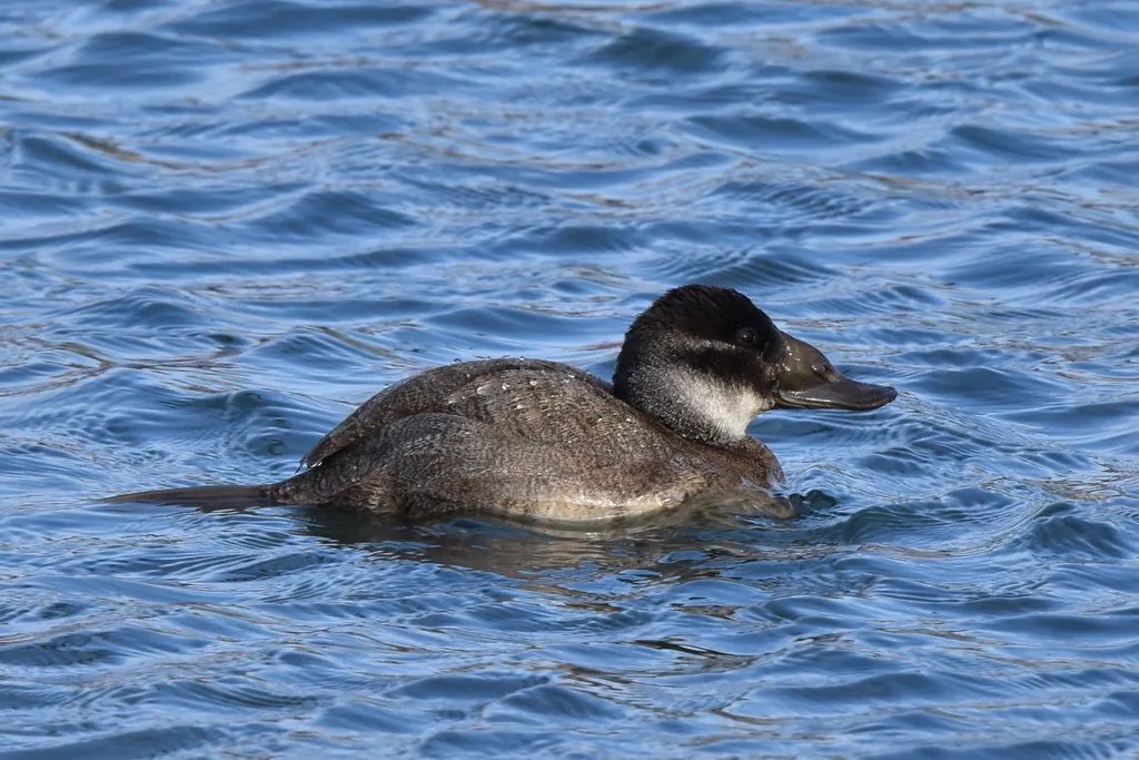 Pato-de-rabo-alçado-europeu