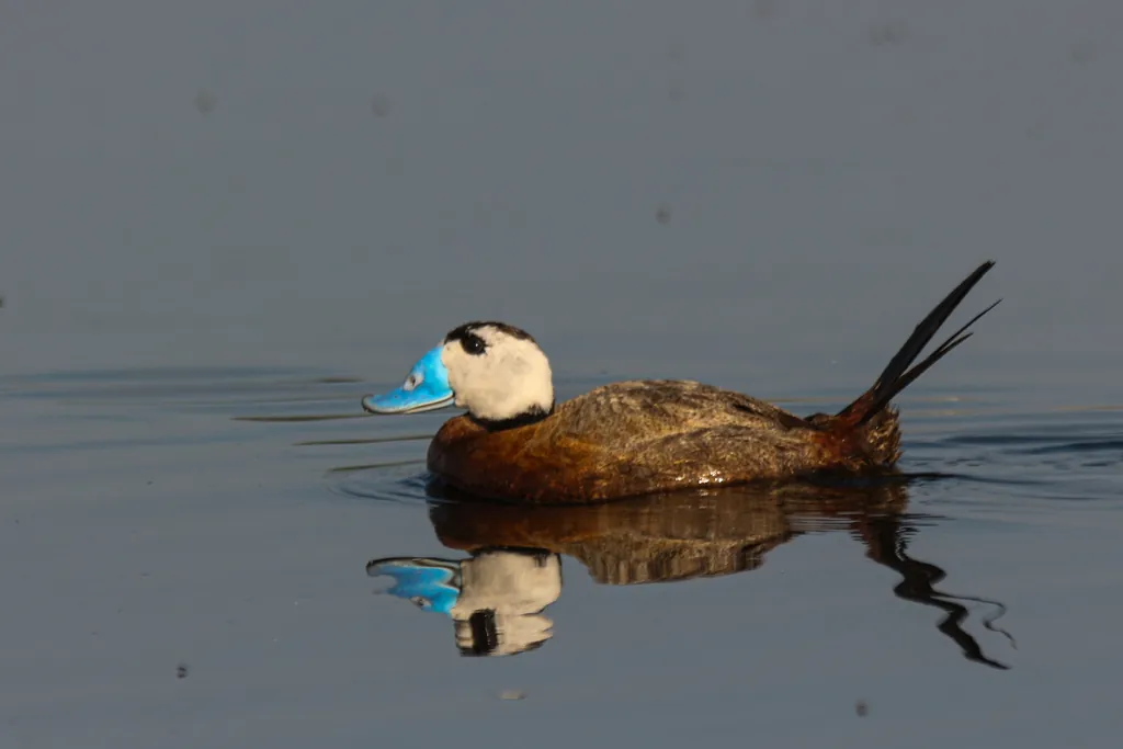 pato-de-rabo-alçado-europeu