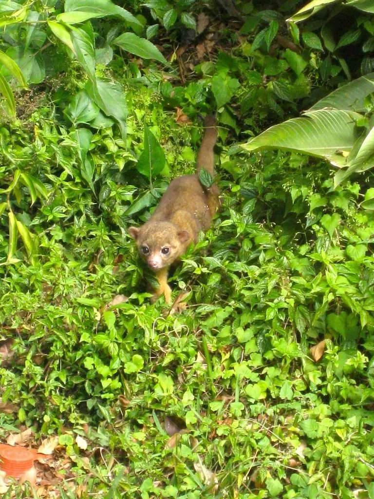 Jupará