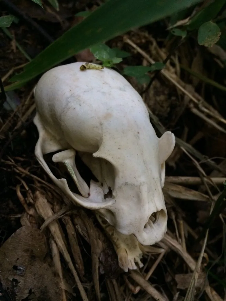 Jupará