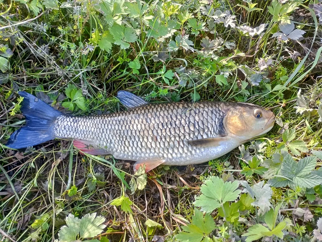 Squalius cephalus