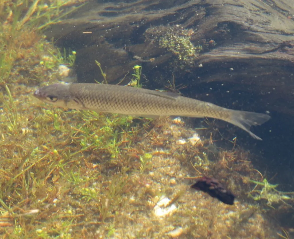 Squalius cephalus