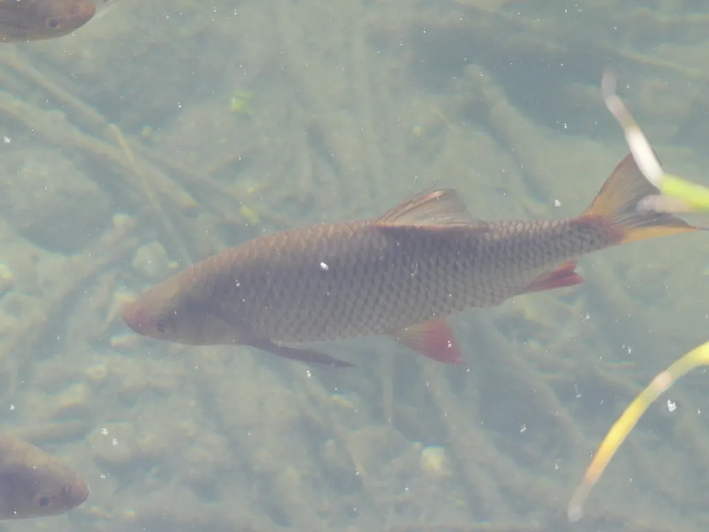 Squalius cephalus