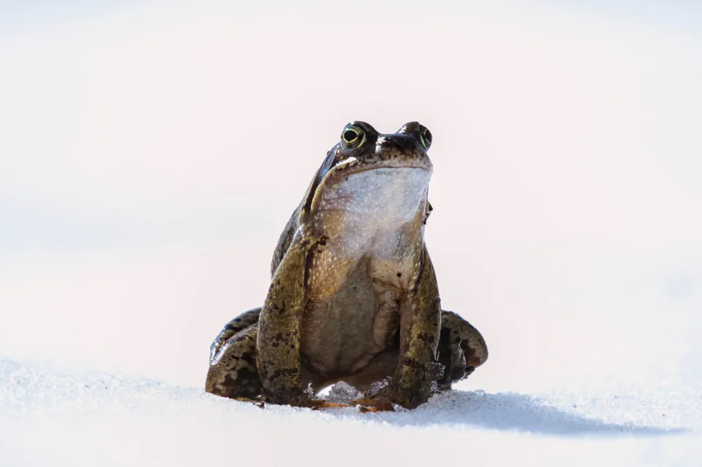 Rana temporaria