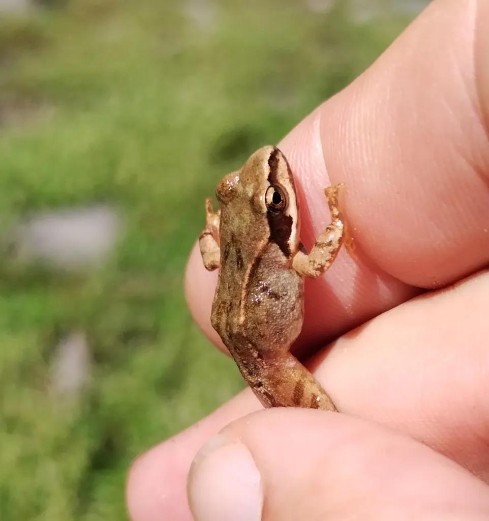 Rana temporaria