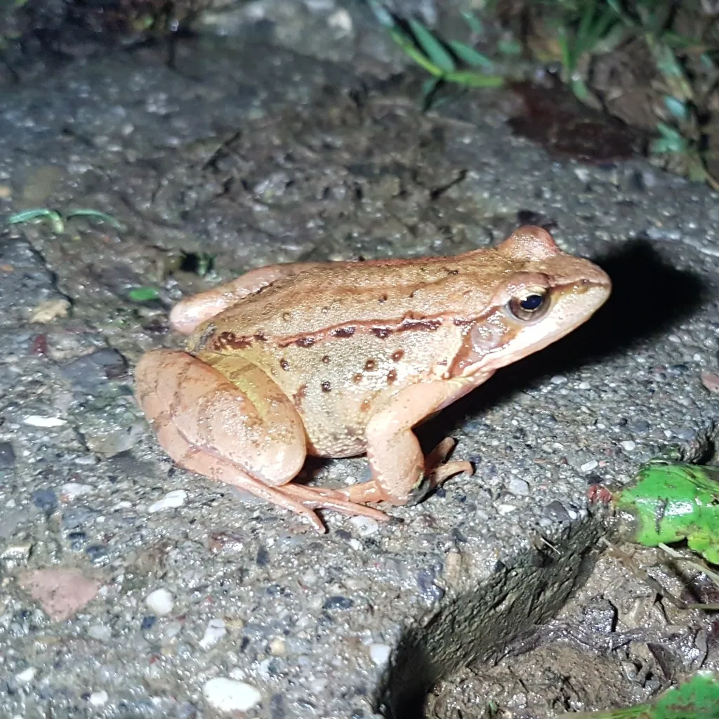 Rana temporaria