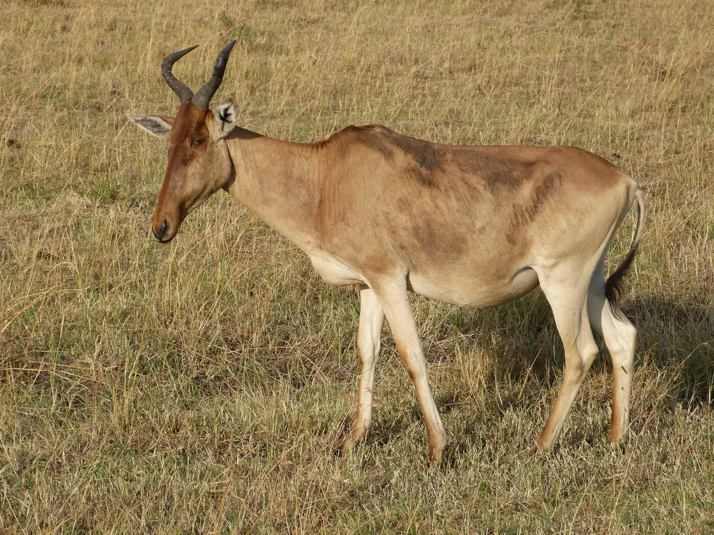 Vaca-do-mato