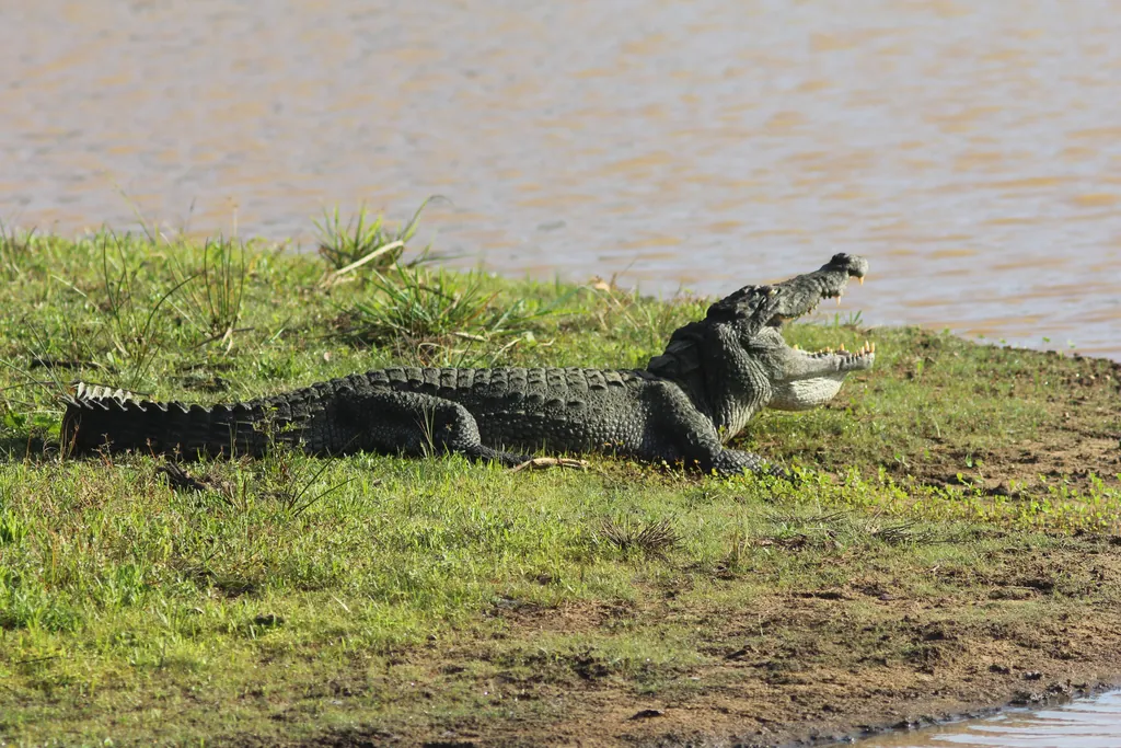 Crocodilo-persa