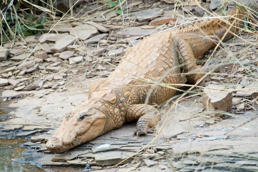 Crocodilo-persa