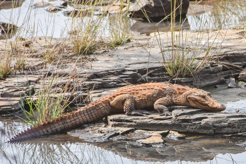 Crocodilo-persa