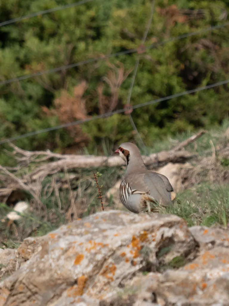 Perdiz-chucar