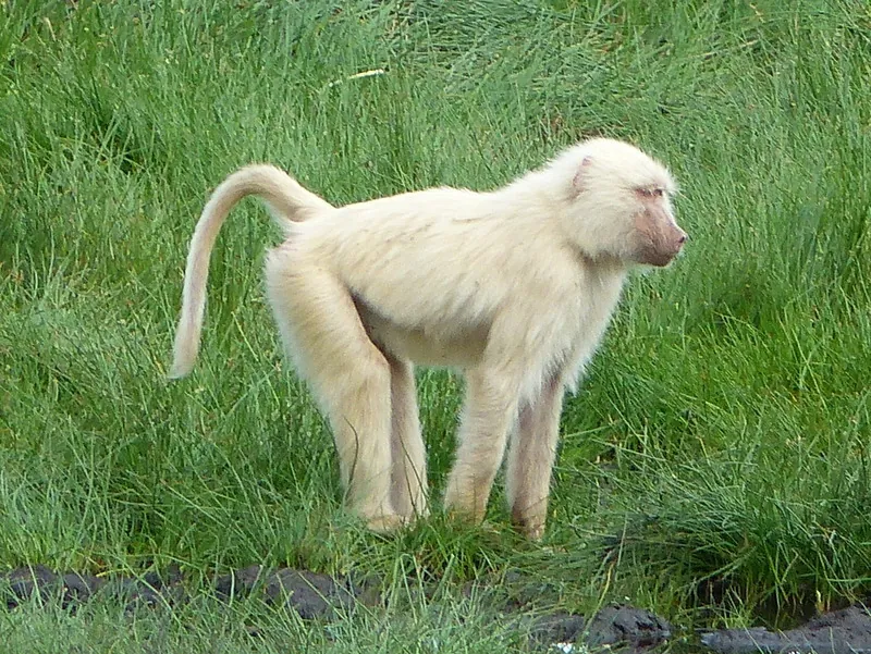 Babuíno-anúbis