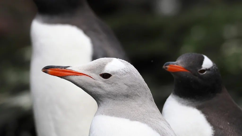 pinguim-de-sobrancelha-branca