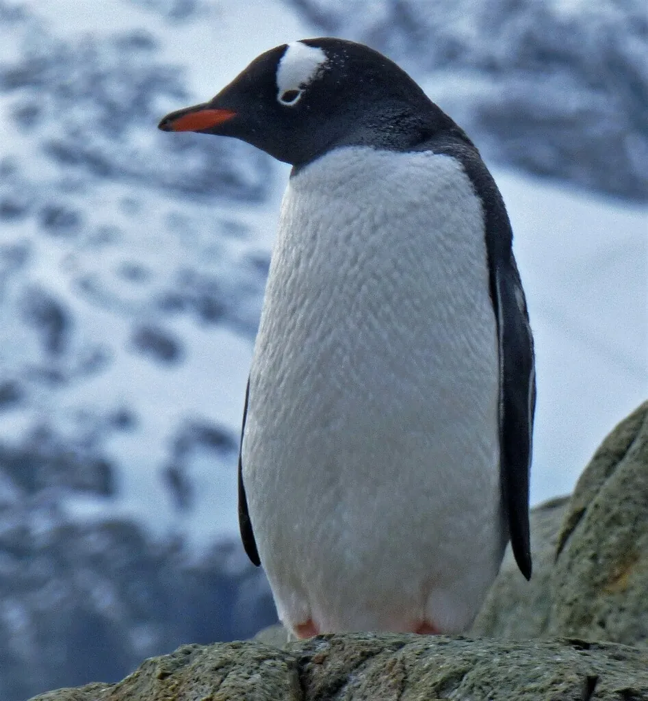 pinguim-de-sobrancelha-branca