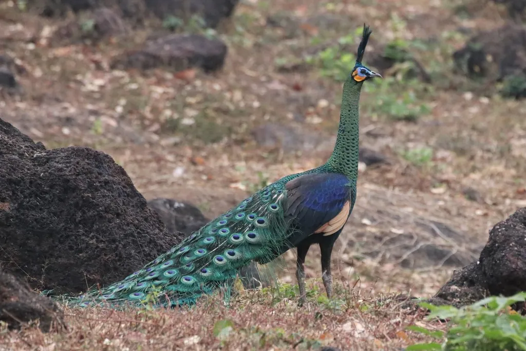 Pavão-verde