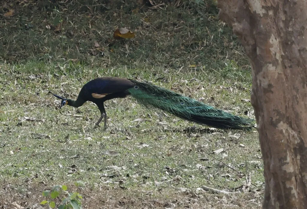 Pavão-verde