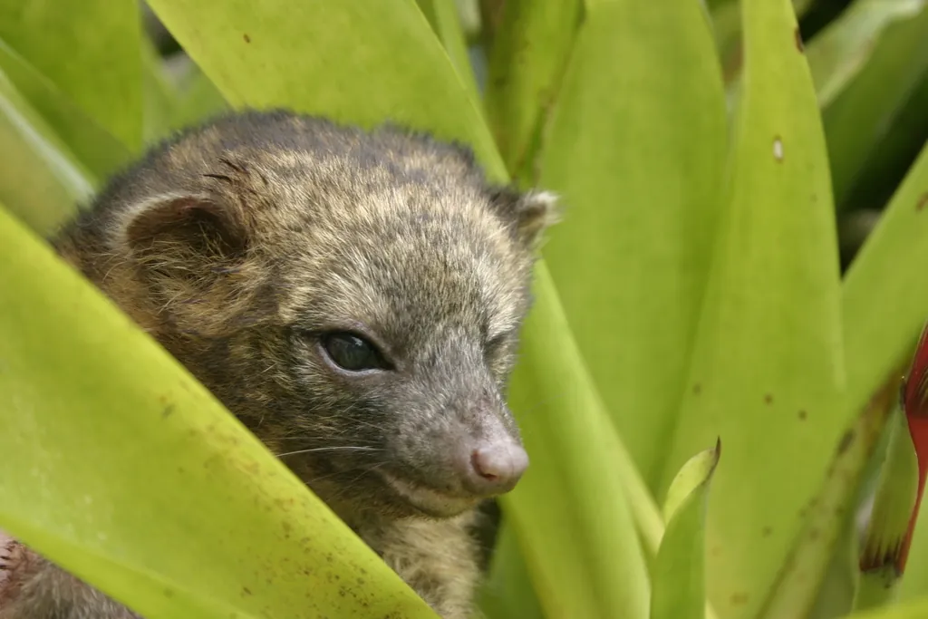 Olinguito