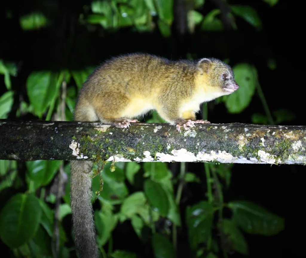 Olinguito